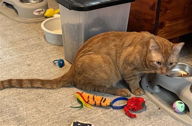 BALTHAZAR - Domestic Short Hair available for adoption