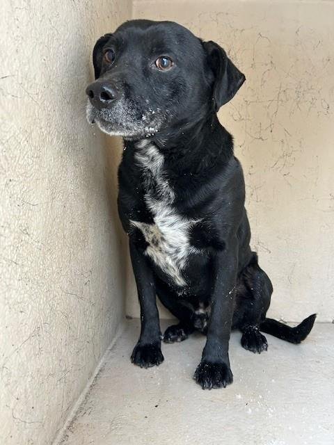 CUERVO - Labrador Retriever available for adoption