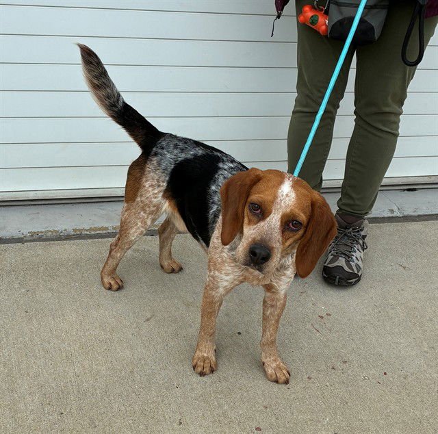 MR BELVEDERE - Beagle available for adoption