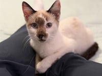 TOASTED COCONUT - Photo 1