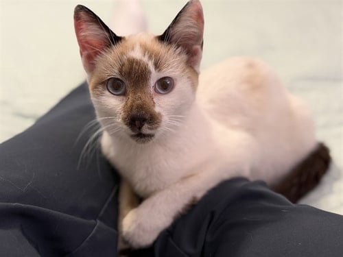 TOASTED COCONUT - Domestic Short Hair available for adoption