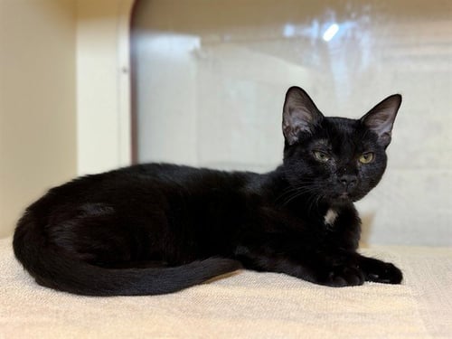 GOLDFISH - Domestic Short Hair available for adoption