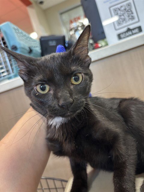 A801256 - Domestic Short Hair available for adoption