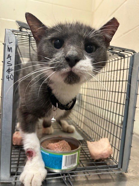 KATHANI BRIDGERTON - Domestic Short Hair available for adoption