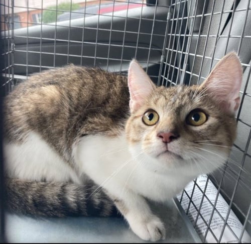 A801088 - Domestic Short Hair available for adoption