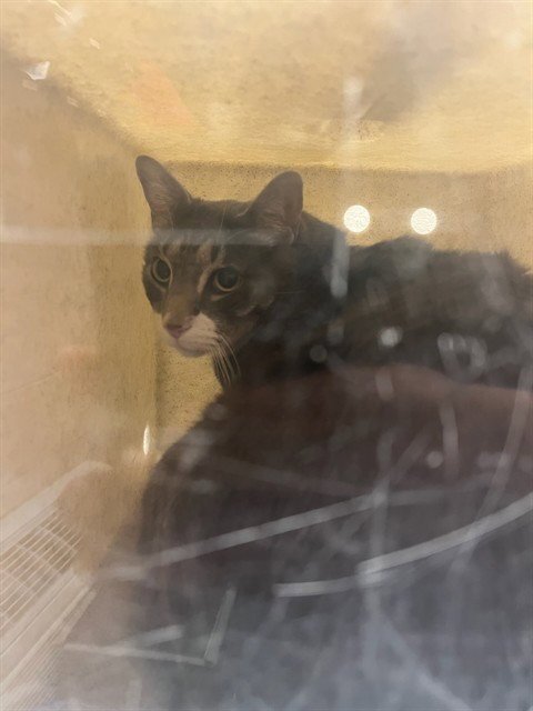 WHOPPER - Domestic Medium Hair available for adoption