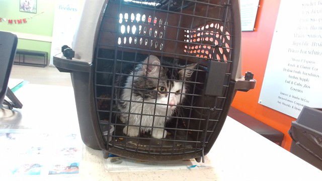 JEREMEY - Domestic Medium Hair available for adoption