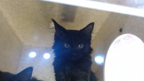 A800212 - Domestic Short Hair available for adoption