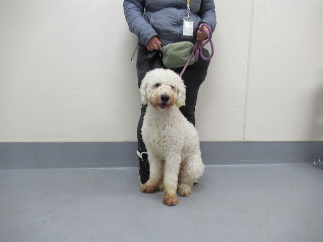 TEDDY - Golden Retriever / Poodle (Standard) available for adoption