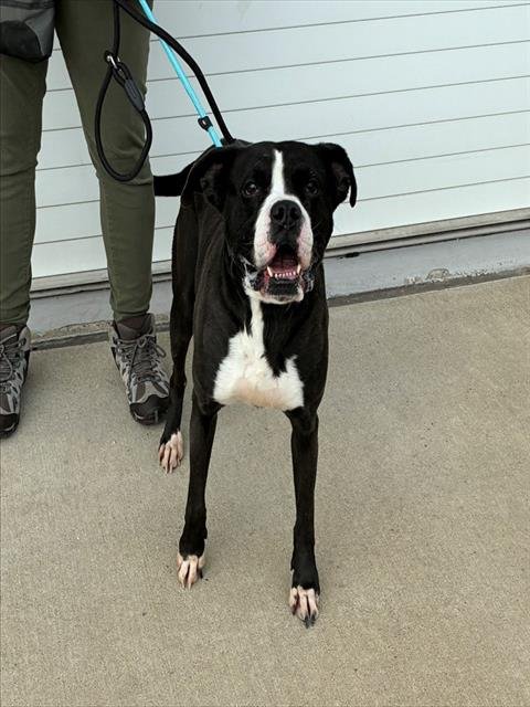 OLIVE GARDEN BREADSTICK - Staffordshire Bull Terrier / Boxer available for adoption