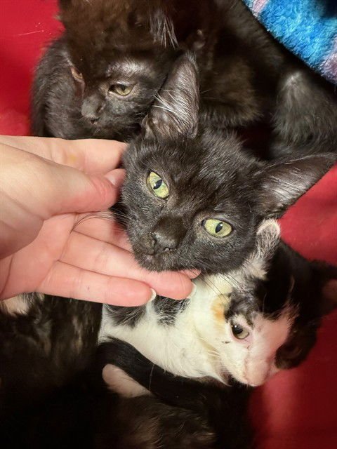 BIG SPOON - Domestic Short Hair available for adoption