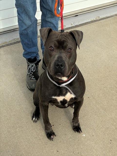 DAYANARA - Pit Bull Terrier available for adoption