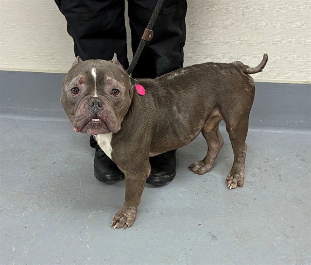 DEX - American Bulldog available for adoption