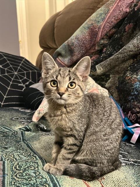 AMELIA - Domestic Short Hair available for adoption