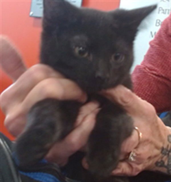 MALCOLM - Domestic Short Hair available for adoption