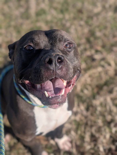 ZOOSH - Pit Bull Terrier available for adoption