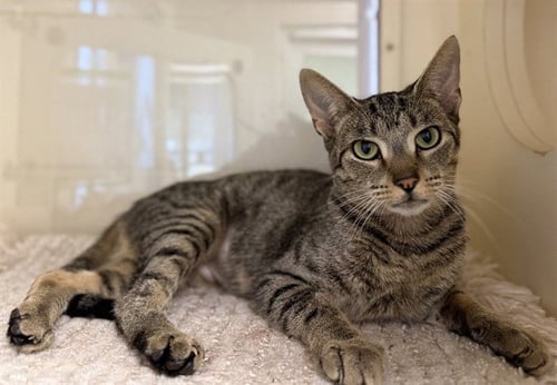 PURRSTACHIO - Domestic Short Hair available for adoption
