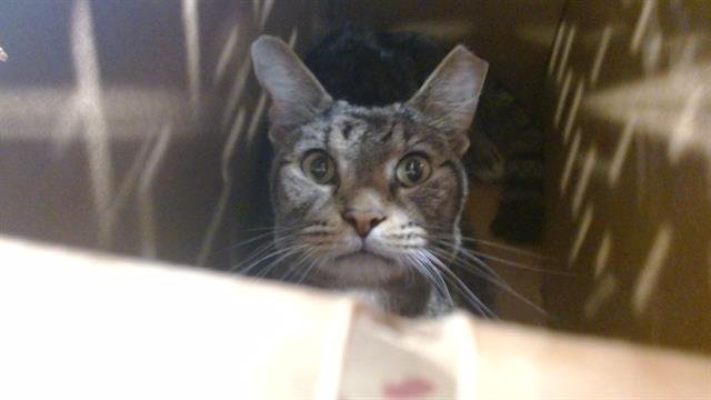 HAROLD - Domestic Short Hair available for adoption