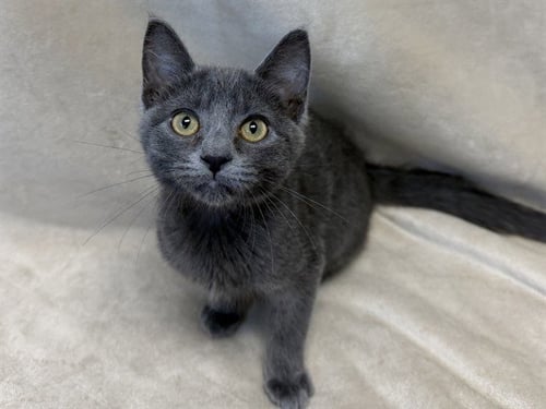BABYBEL - Domestic Short Hair available for adoption