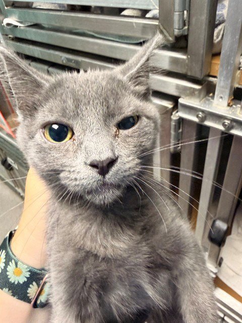 BABYBEL - Domestic Short Hair available for adoption