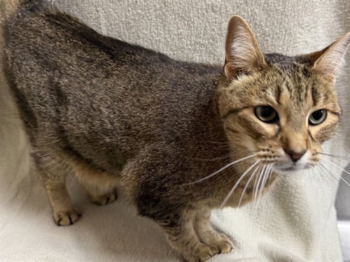 POTATO BUG - Domestic Short Hair available for adoption