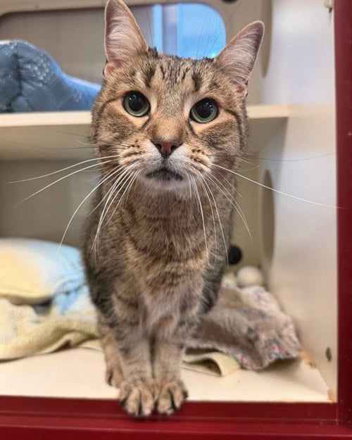 POTATO BUG - Domestic Short Hair available for adoption