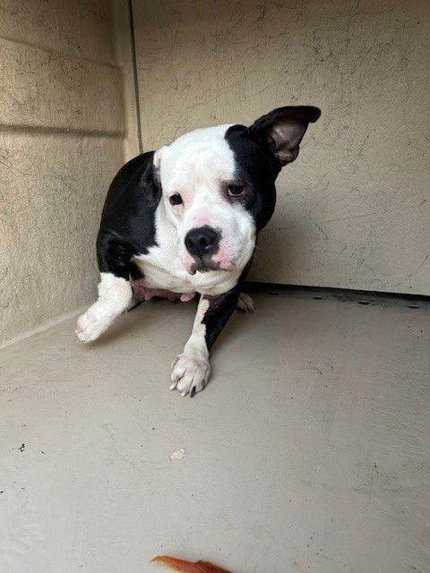 ROWDY - Pit Bull Terrier available for adoption