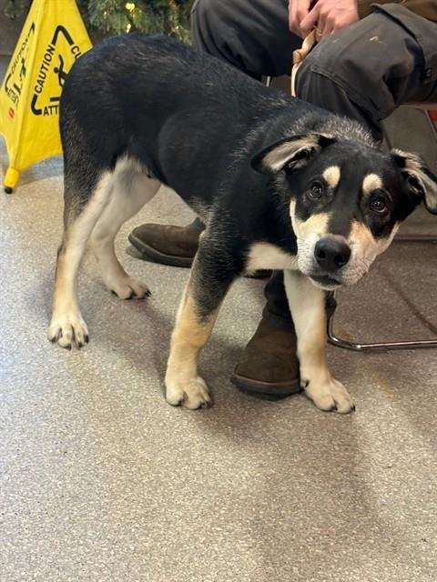 READY EDDY - German Shepherd Dog available for adoption