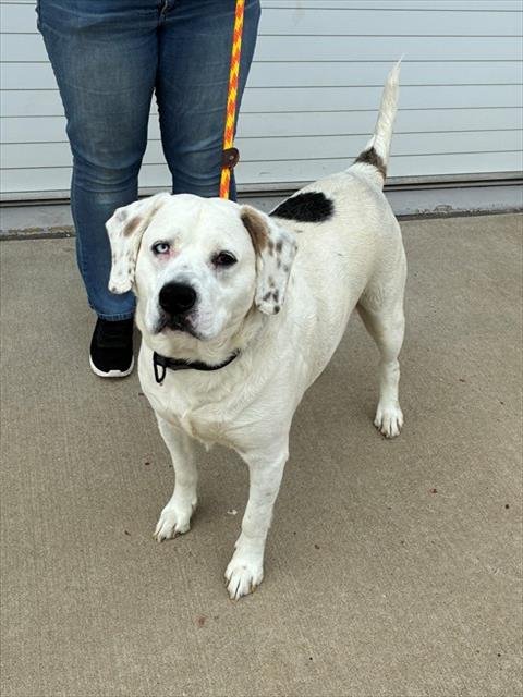 FRANKIE - Labrador Retriever available for adoption