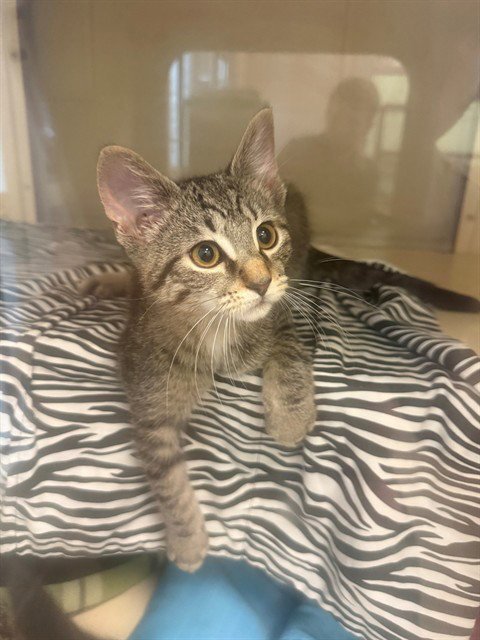 CHICAGO - Domestic Short Hair available for adoption