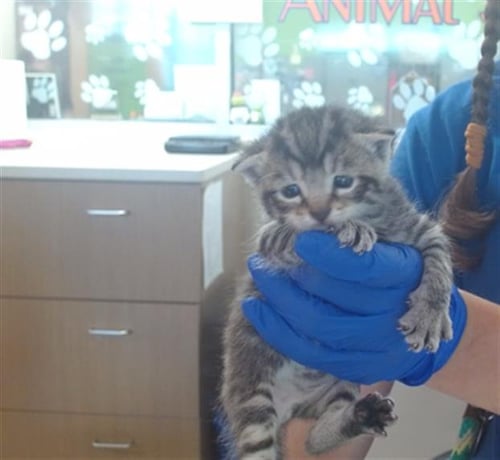 CHICAGO - Domestic Short Hair available for adoption