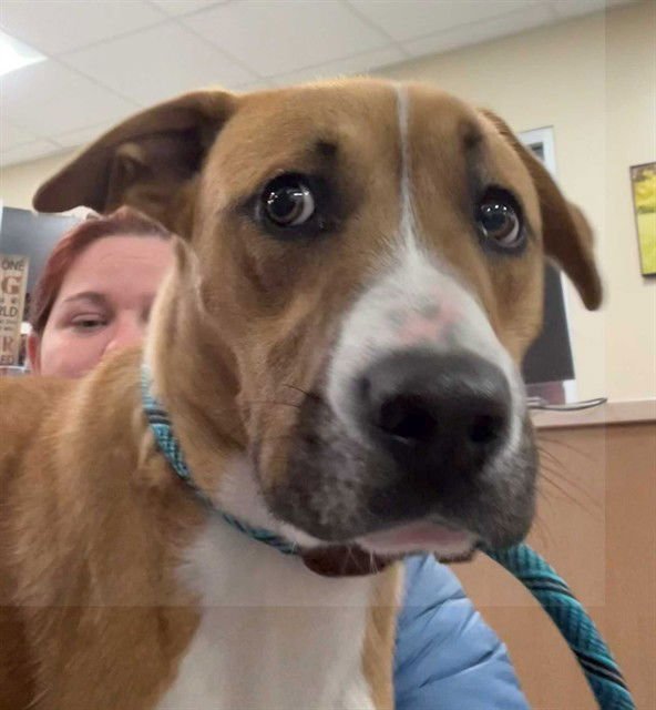 A794073 - Boxer available for adoption