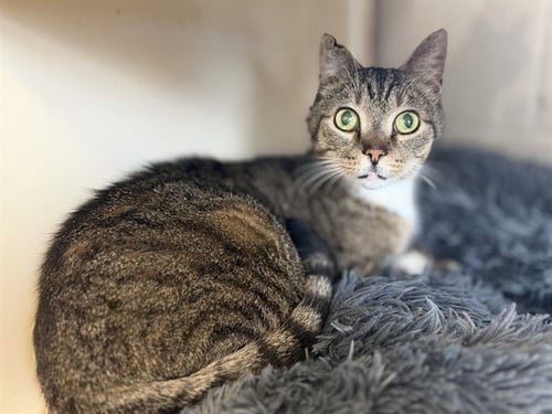 MR. ROLAND - Domestic Short Hair available for adoption