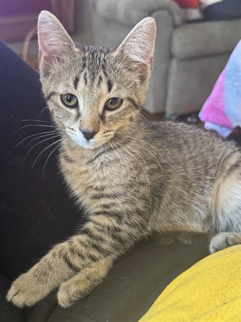 DR. SYDNEE MCELROY - Domestic Short Hair available for adoption