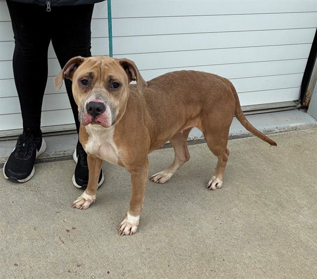 MAGGIE KANG - Pit Bull Terrier available for adoption