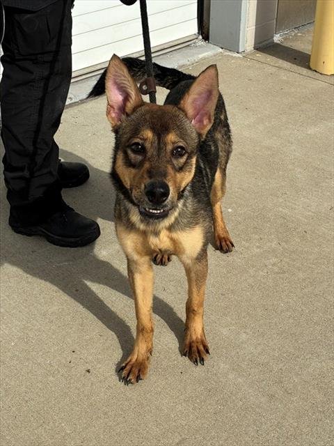 BROOKS - German Shepherd Dog available for adoption