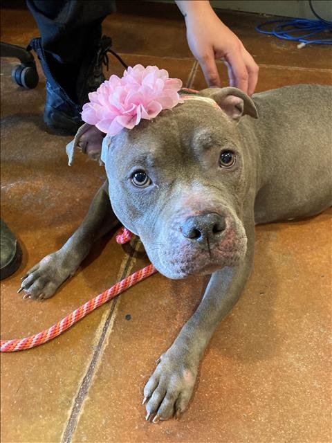 GOJI BERRY - Staffordshire Bull Terrier available for adoption