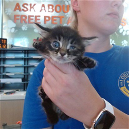 BUMBLEBEE - Domestic Short Hair available for adoption