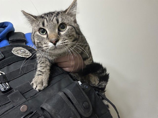 KYLO - Domestic Short Hair available for adoption