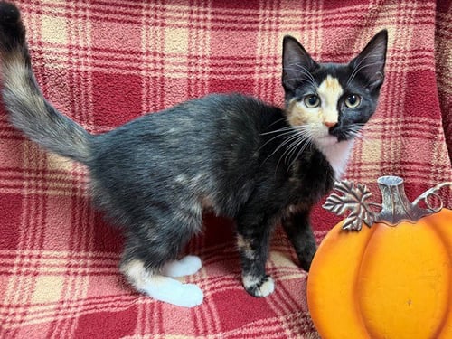 BOOMERANG - Domestic Short Hair available for adoption