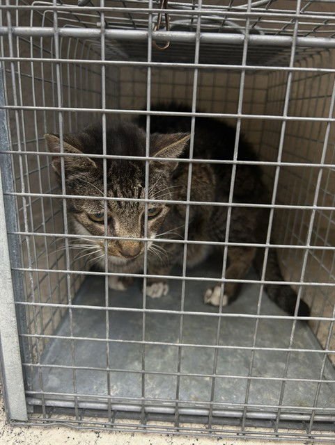 SMOKEY - Domestic Short Hair available for adoption