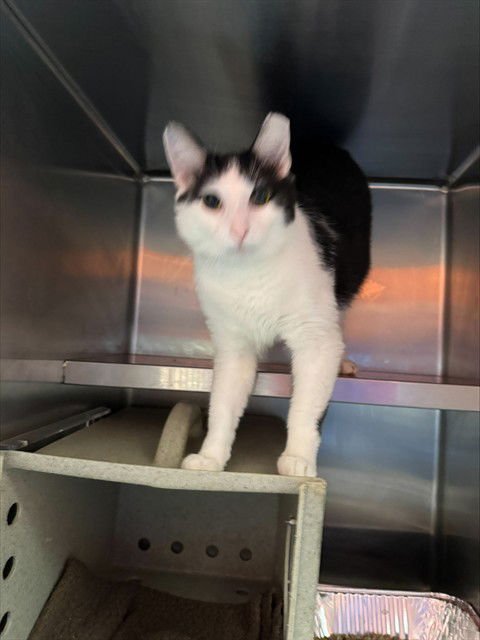 RYAN - Domestic Short Hair available for adoption