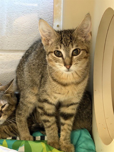 BABY RUTH - Domestic Short Hair available for adoption