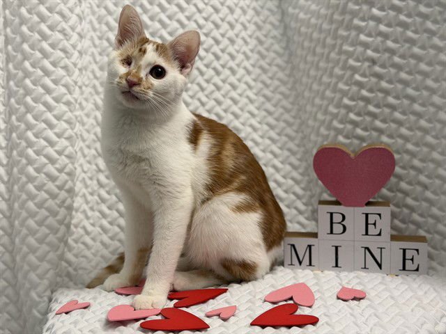 ALASTOR MOODY - Domestic Short Hair available for adoption