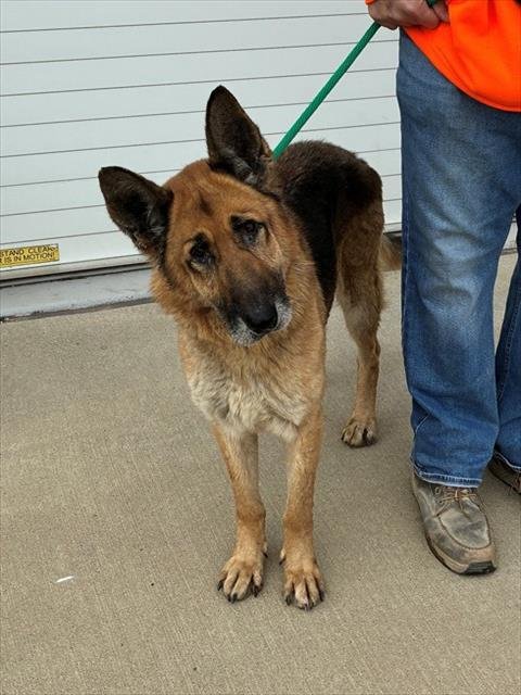 DRIVE-THRU - German Shepherd Dog available for adoption