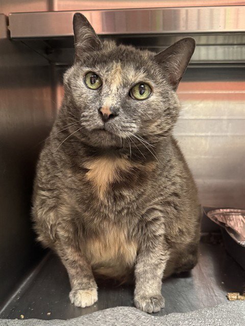 JUNIPER - Domestic Short Hair available for adoption