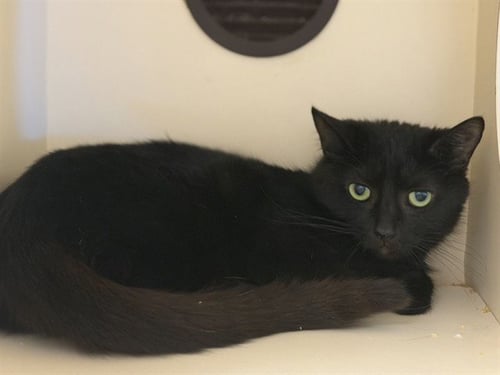 WINSOME - Domestic Short Hair available for adoption