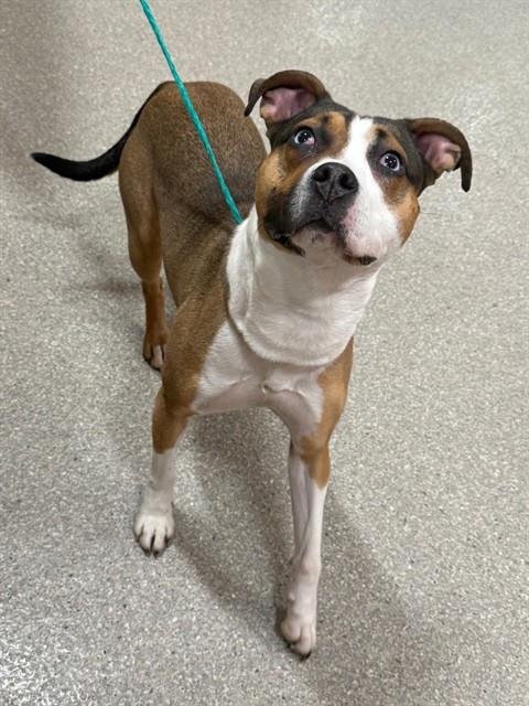 SNUG MUFFIN - Pit Bull Terrier available for adoption