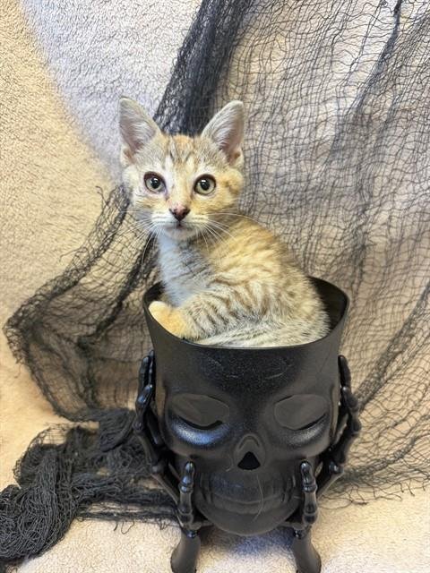 BOBBIE - Domestic Short Hair available for adoption