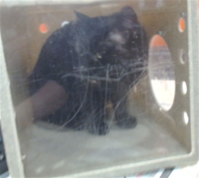 IAN - Domestic Short Hair available for adoption